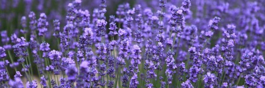 Lavender Essential Oil Uses & Benefits