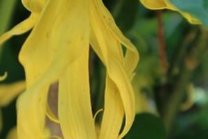 Uses & Benefits of Ylang Ylang Essential Oil