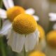 The Many Benefits & Uses of Chamomile