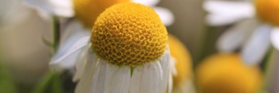 The Many Benefits & Uses of Chamomile
