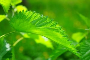 Stinging Nettle Herb Profile