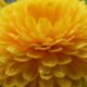Calendula – The Sunshine Flower