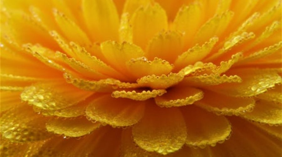 Calendula the Sunshine Flower